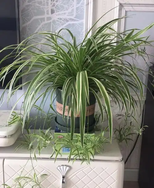 吊蓝花,最受欢迎的8种吊兰(吊兰花图片)