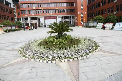 先锋小学校园圆形小花坛