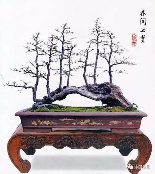 精巧独特 臻于佳景——岭南盆景艺术大师陶大奎作品欣赏