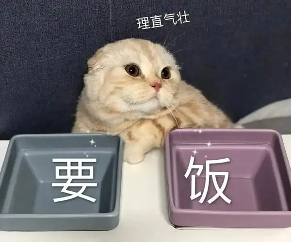 猫咪要饭理直气壮猫咪理直气壮要饭表情