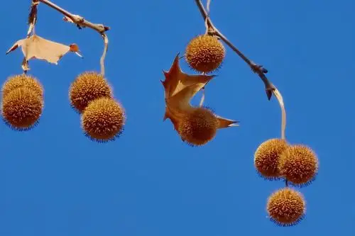 它陪伴了南京人许久,已与这座城市无法分割|悬铃木|美龄宫|叶子|梧桐