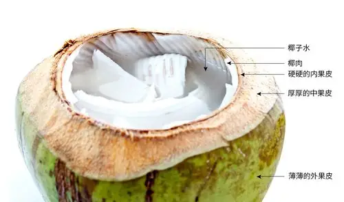 没想到你是这样的椰子!吃法怎么这么多
