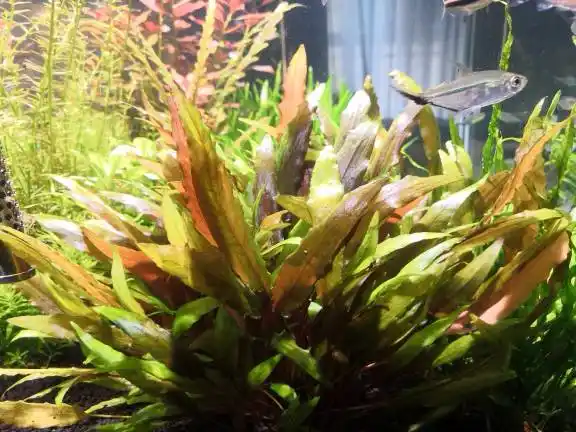 请问这是什么椒草咖啡温蒂