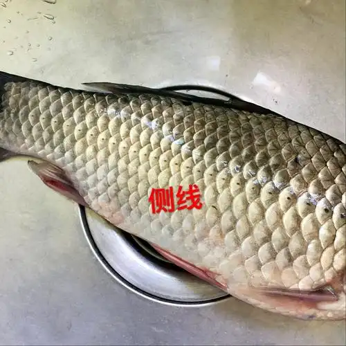 714班16号梁中阔 《红烧鲫鱼》