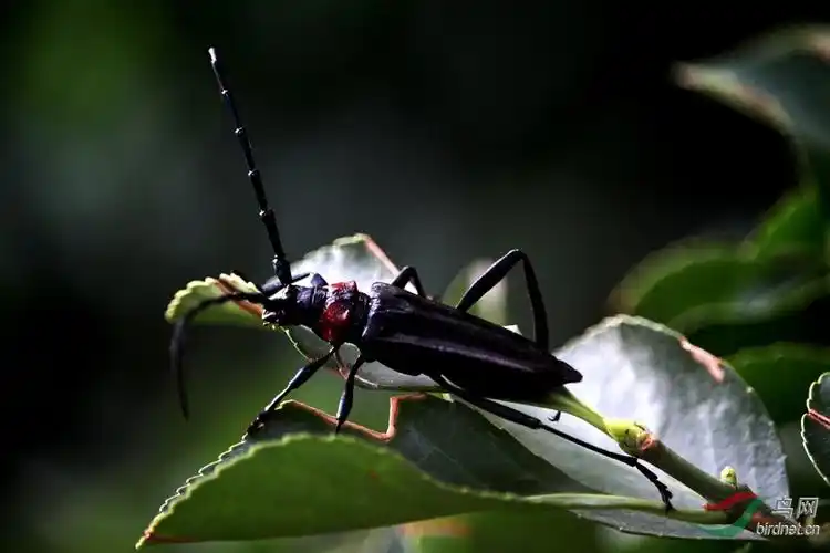 黑天牛和花天牛