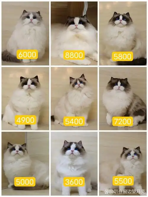 布偶猫多少钱一只?你还没有底吗