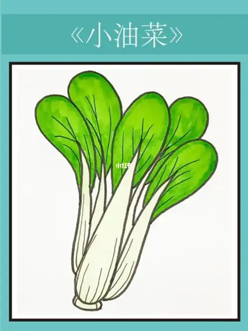 小油菜简笔画教程