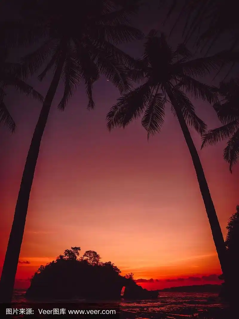 椰子树和海边明亮的日落