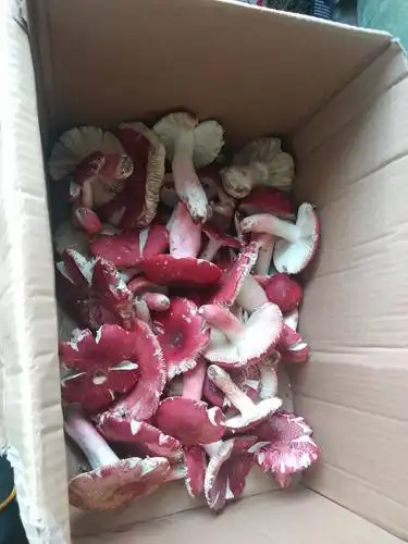 红菇 新鲜生红菌