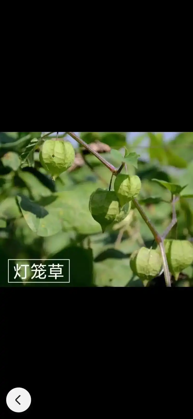 灯笼草果实超市里卖的又叫红姑娘.  何好臣副主任医师中西医结 - 抖音
