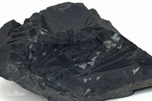 化石图片_百度百科