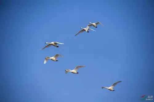 群飞的白天鹅
