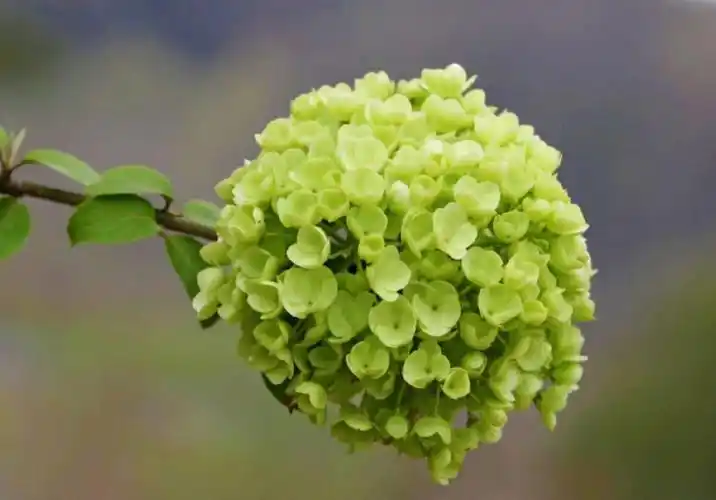 中华木绣球的花语是"希望"   希望美好如约而至  希望疫情早日结束