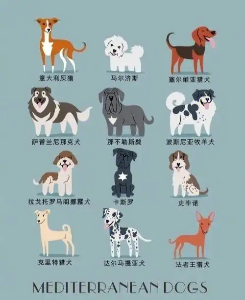 192只世界名犬图鉴