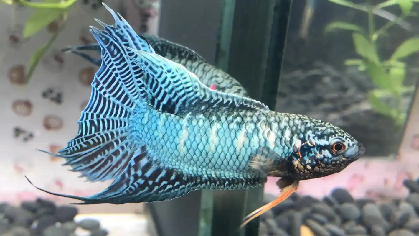 观赏鱼图片.柴桑人去杳无期,名在孤桐世共推.为惜蛇纹囊绿锦, - 抖音