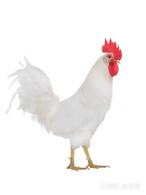 白公鸡隔离