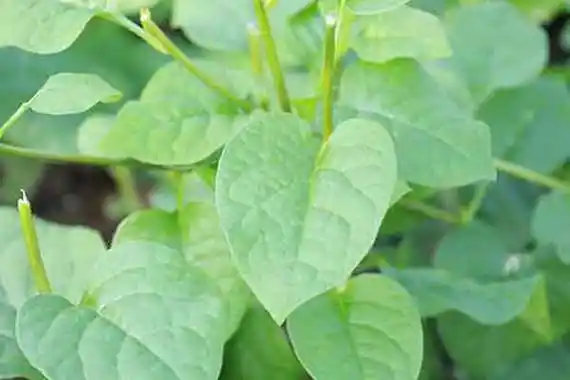豆腐菜的功效与作用 豆腐菜的禁忌人群 1分钟详细介绍