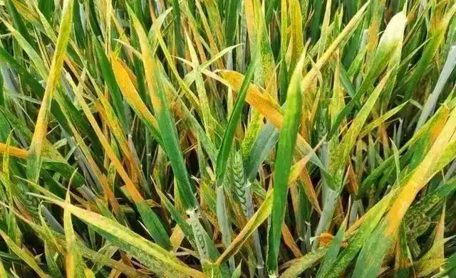 2021年一类农作物病虫害全国发生趋势预报