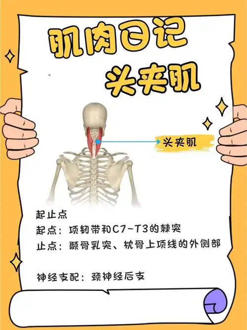 单侧收缩——侧屈头颈部头颈部转向同侧头夹肌位于斜方肌深面,起点