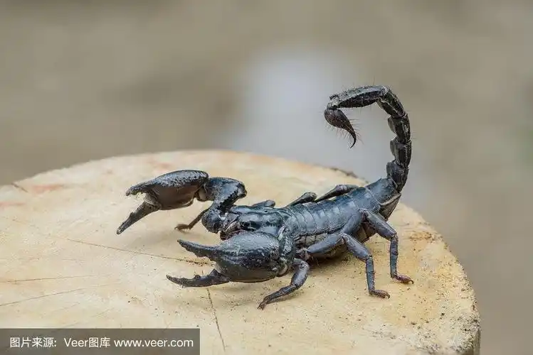 一个蝎子的特写镜头在自然界的木材.