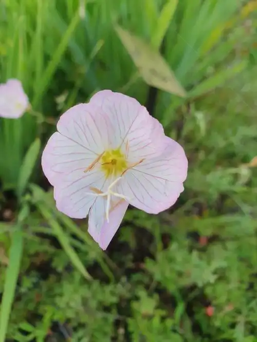 粉花月见草零星开放