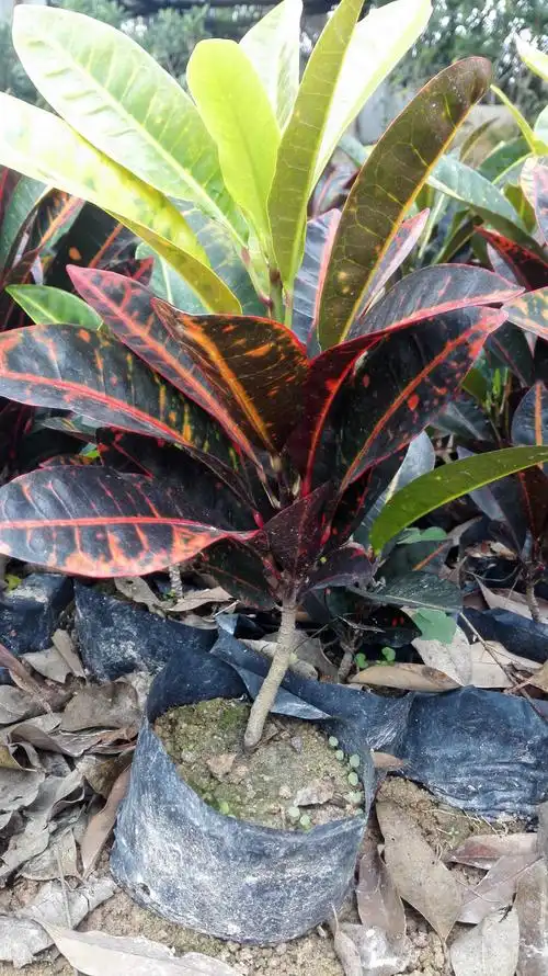 变叶木 小袋苗中大袋 20-35cm高 变叶木 福建变叶木 绿化苗