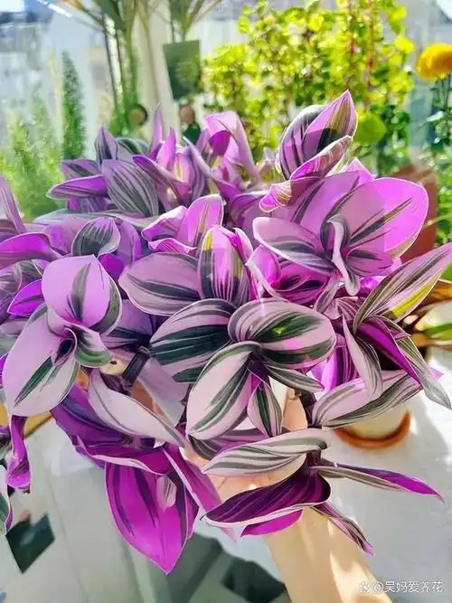 想要婚礼油画吊兰浪漫十足?教你几个小技巧,颜色鲜艳美极了