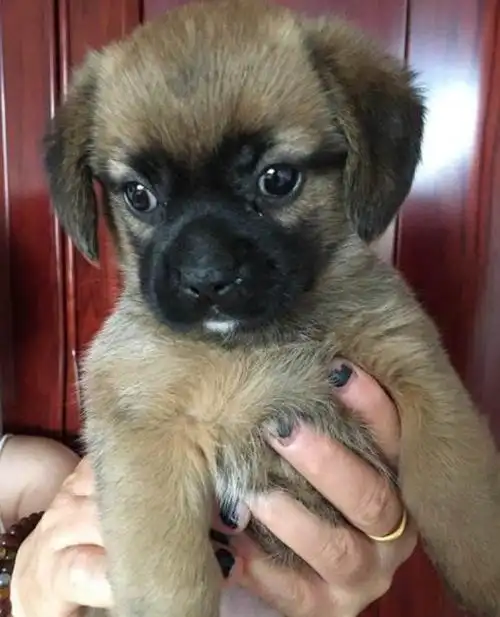 串狗活体小狗中华田园犬家养幼犬串串土狗狗狗活体宠物狗拉拉混血