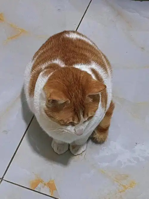 都说橘猫胖,这也太快了,5个月就有8斤重了#橘猫