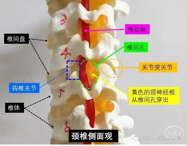 从解剖学角度观察,钩椎关节的钩突呈近似的立体锥形结构,有前后两个脚