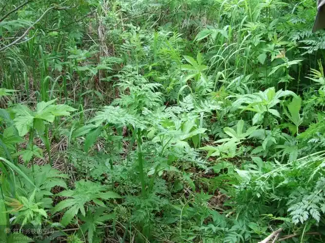 山野珍品山胡萝卜缨子