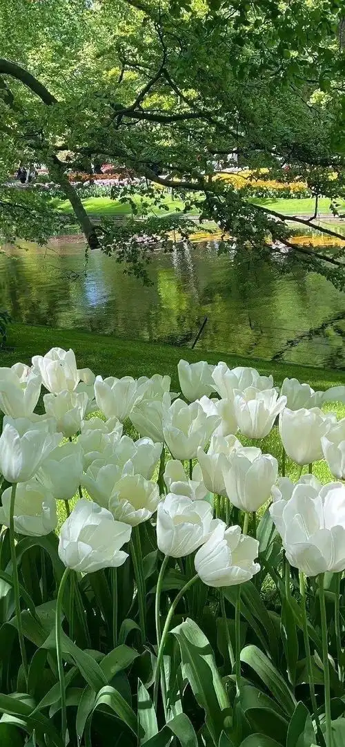 好适合夏天的绿色壁纸