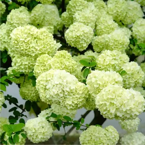 中华华木绣球斗球多年生灌木耐寒耐热户外庭院观叶