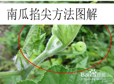 南瓜掐尖的方法图解