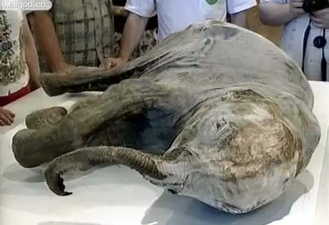 惊现恐龙木乃伊 考古大发现