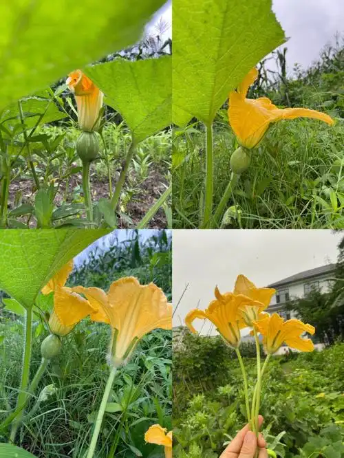 南瓜花雄花和雌花的区别