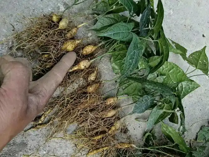 2020年地苦胆价格如何,地苦胆种植前景怎么样,选择种植地苦胆的人该何