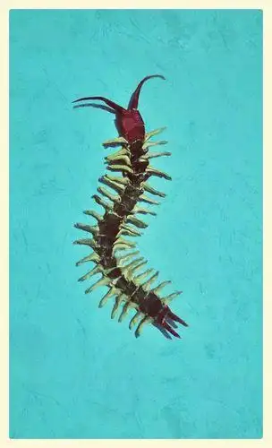 蜈蚣的折纸教程图解