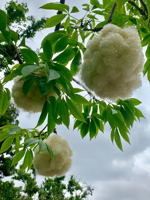 以前我认为丝绵是养蚕才生产出来的,现在我才见到有人在树上收采丝