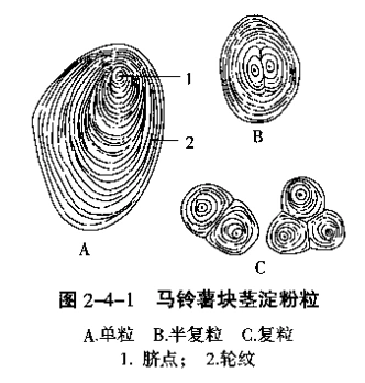 植物细胞中淀粉粒,糊粉粒和油滴的观察和检验实验