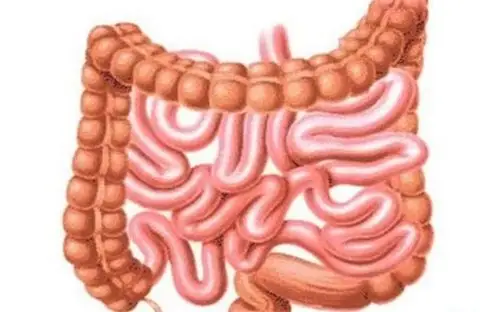 人体最长的器官 成人的小肠全长5-7m