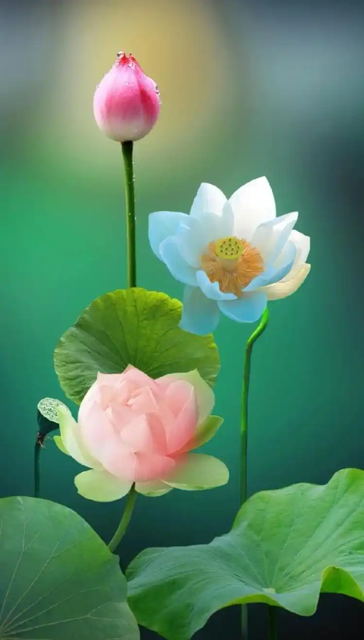 绝美荷花摄影作品