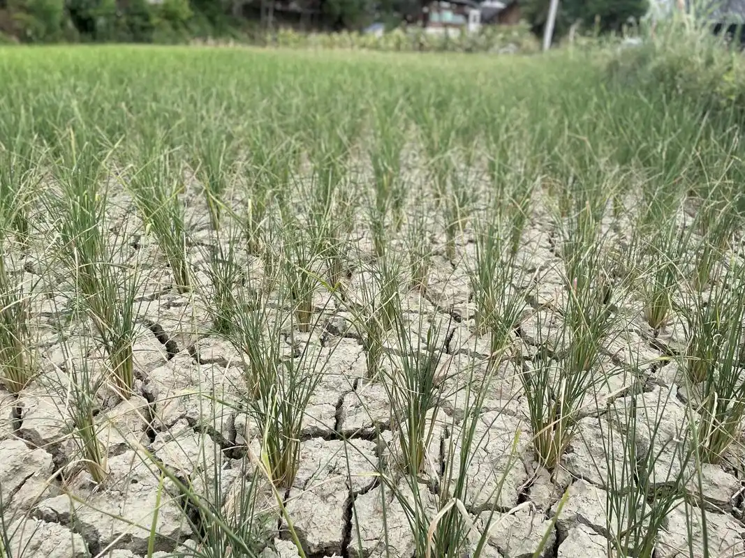 川渝旁边在高温干旱中煎熬着的贵州坝区红粱与望天田