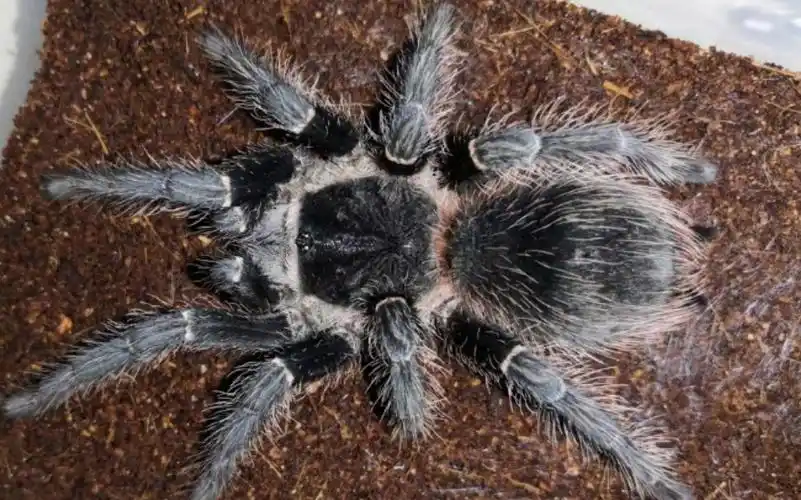 巴西所罗门捕鸟蛛风骚走位完美双杀