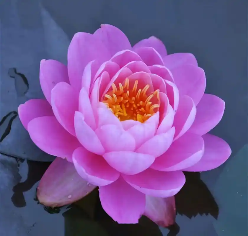 睡莲"粉牡丹"娇艳妩媚03粉嫩嫩!嬌柔雅致!好美喔!