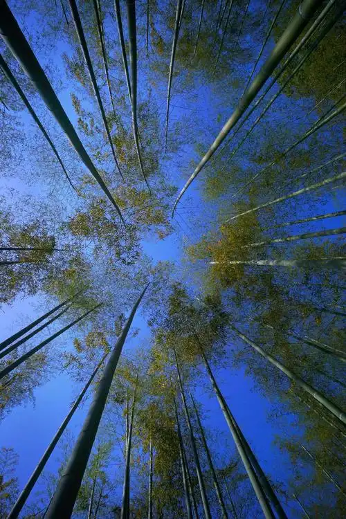 东明山～清风竹韵