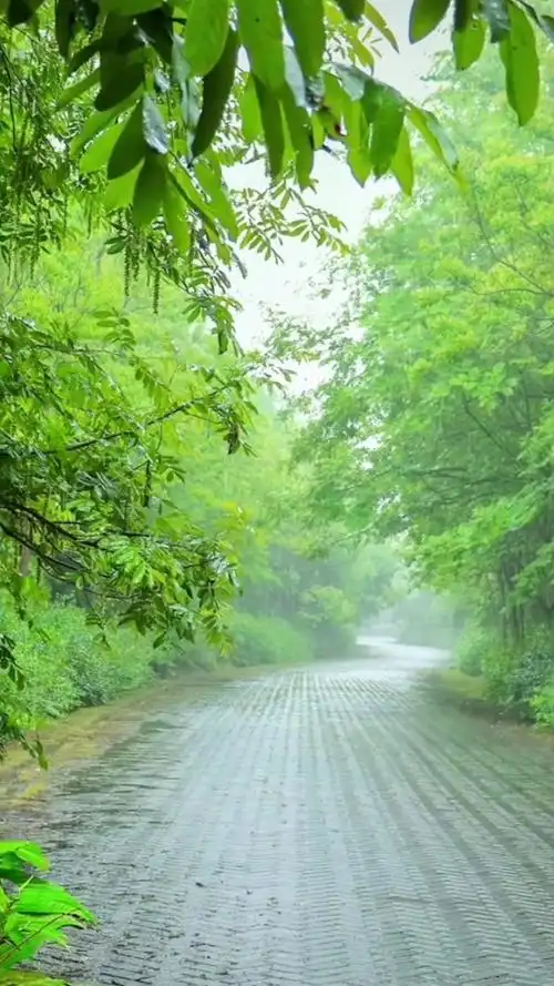 你那里下雨了吗?喜欢听大自然的雨声吗!#自然风景