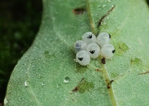黄斑椿象,刚孵化的若虫围聚在已空壳的卵旁.