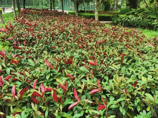 红背桂:广东省广州市