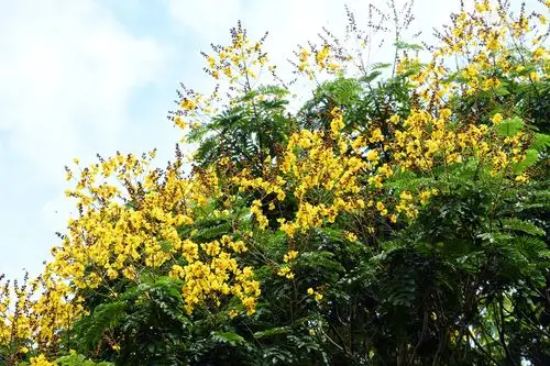 版纳植物园4种豆科观花乔木绚烂盛开